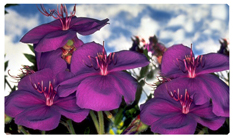 DNSEMP-C-025 Purple Roadsidea